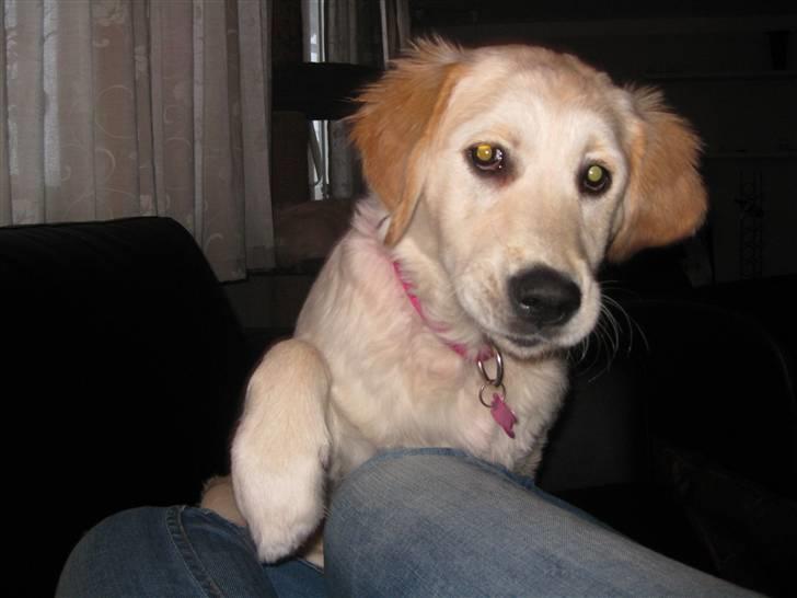 Golden retriever Aya billede 18