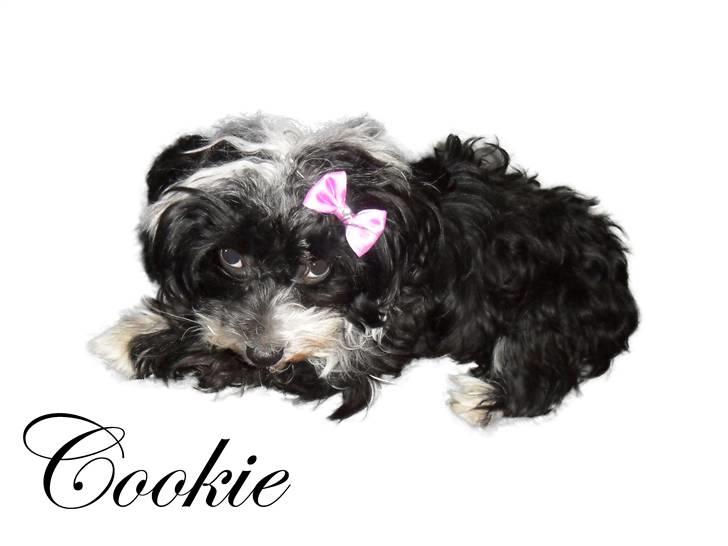 Chinese crested powder puff Cookie billede 6
