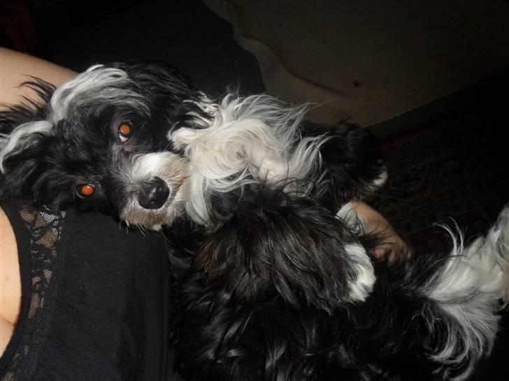 Chinese crested powder puff Cookie billede 7