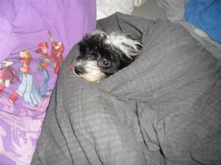 Chinese crested powder puff Cookie billede 8