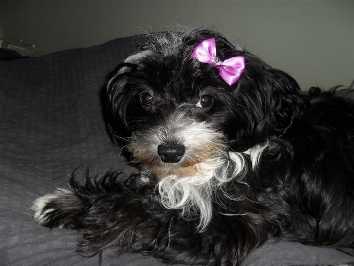 Chinese crested powder puff Cookie billede 11