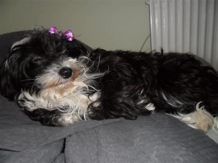 Chinese crested powder puff Cookie billede 12