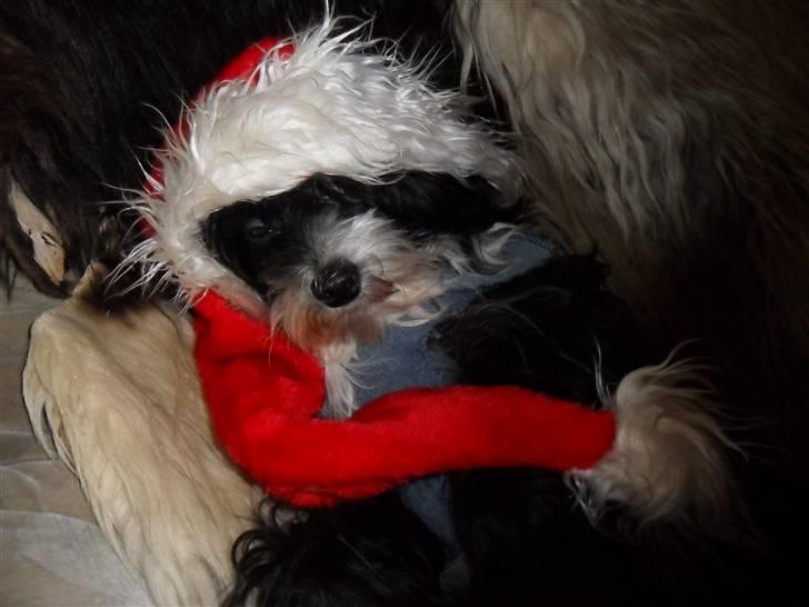 Chinese crested powder puff Cookie billede 13