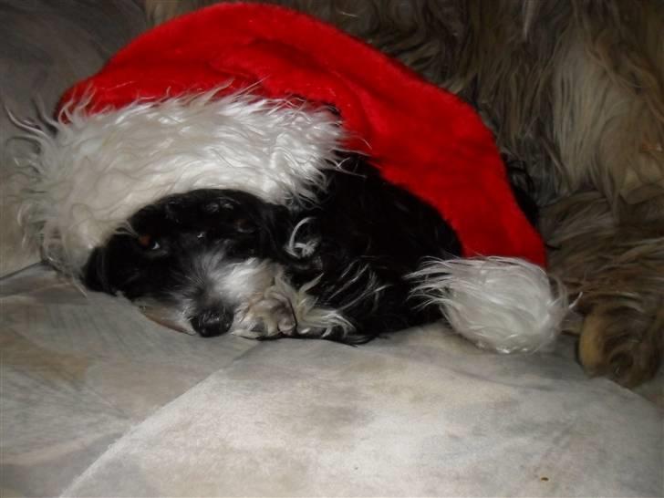 Chinese crested powder puff Cookie billede 14