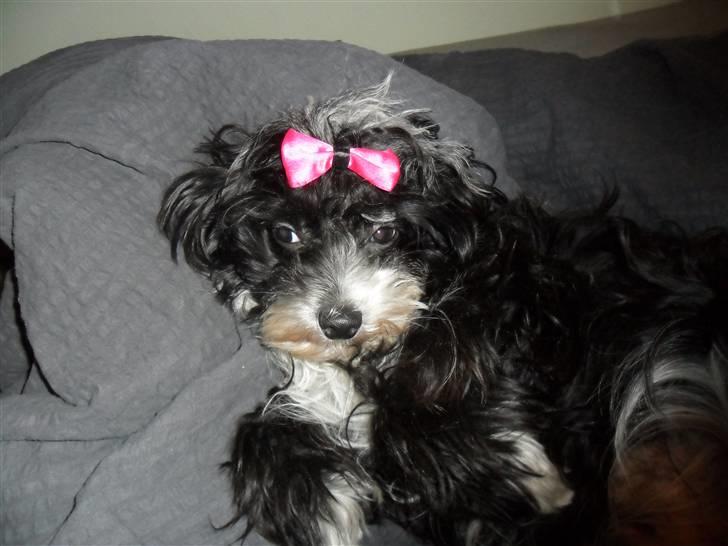 Chinese crested powder puff Cookie billede 15