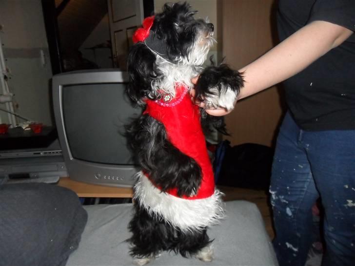 Chinese crested powder puff Cookie billede 16