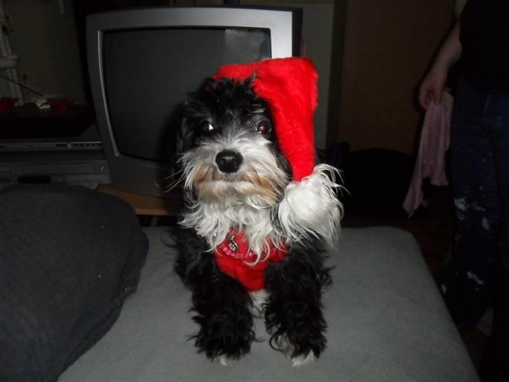 Chinese crested powder puff Cookie billede 17