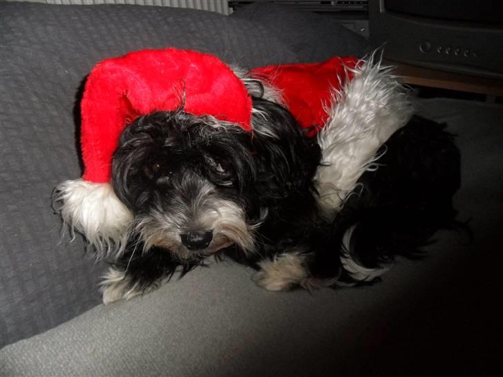 Chinese crested powder puff Cookie billede 18