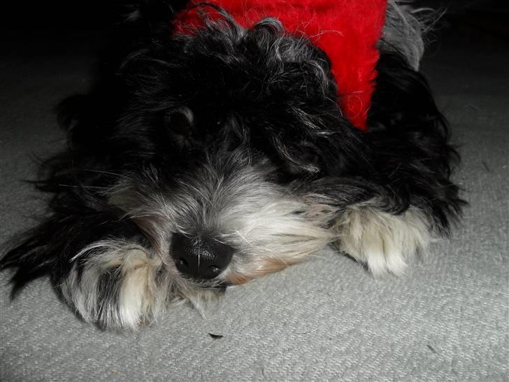 Chinese crested powder puff Cookie billede 20