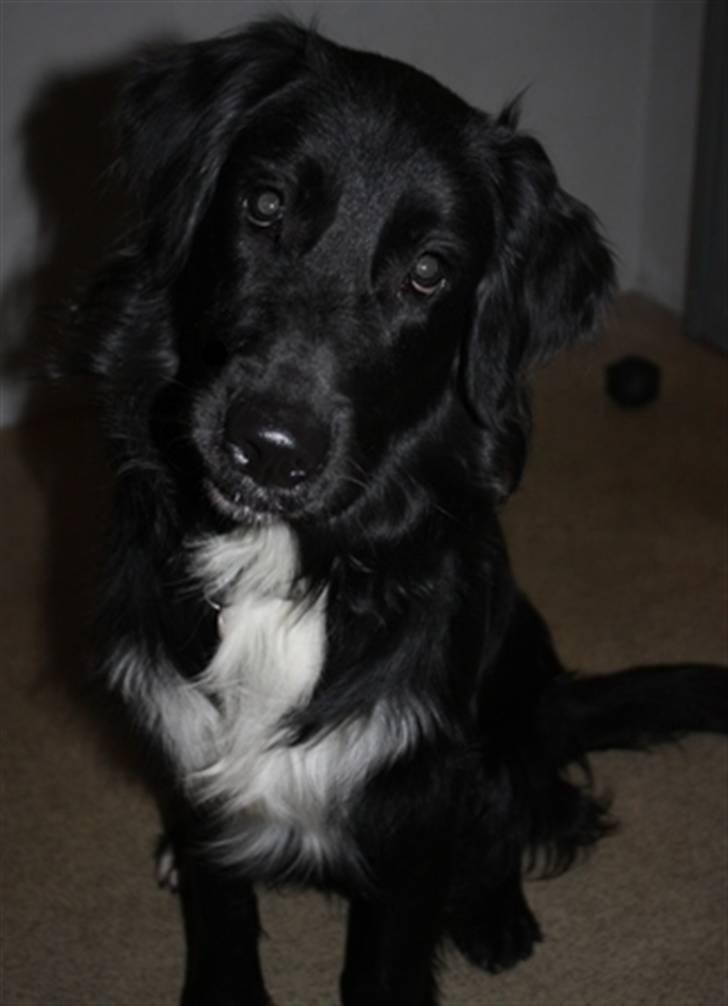 Blanding af racer Hannibal - Hej og velkommen, jeg hedder Hannibal billede 1