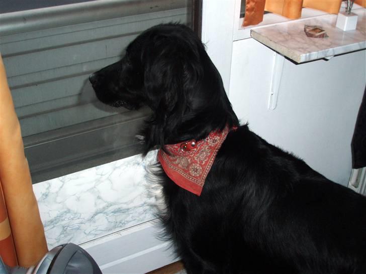 Blanding af racer Hannibal - Der er fint på altanen billede 2