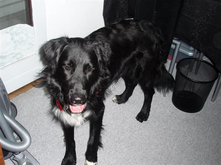 Blanding af racer Hannibal - Bwaa billede 3