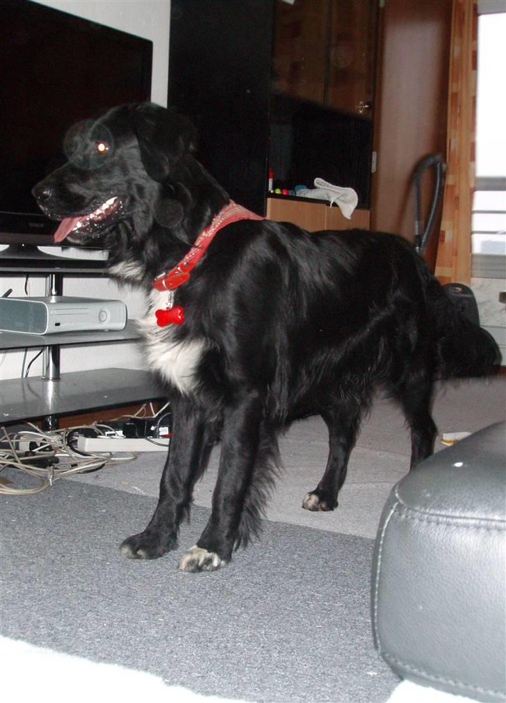 Blanding af racer Hannibal - Se hvor mine øjne kan lyse ! billede 4