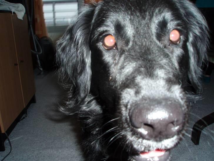 Blanding af racer Hannibal - Halløj billede 5