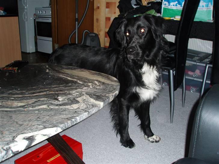 Blanding af racer Hannibal - Mmm, mad billede 6