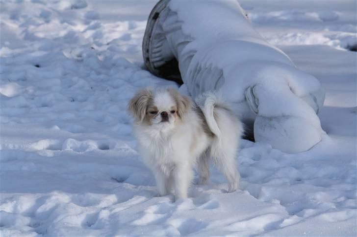 Japanese lille måsen mala billede 19