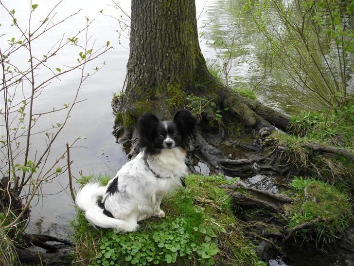 Papillon Kalua billede 3