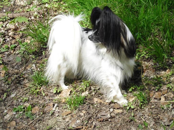 Papillon Kalua billede 4