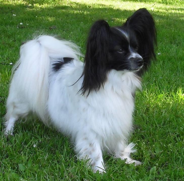 Papillon Kalua billede 5