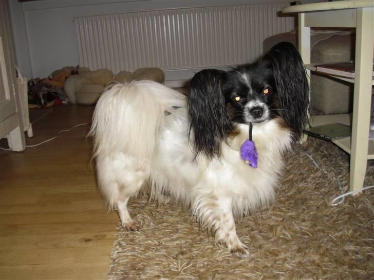 Papillon Kalua billede 2