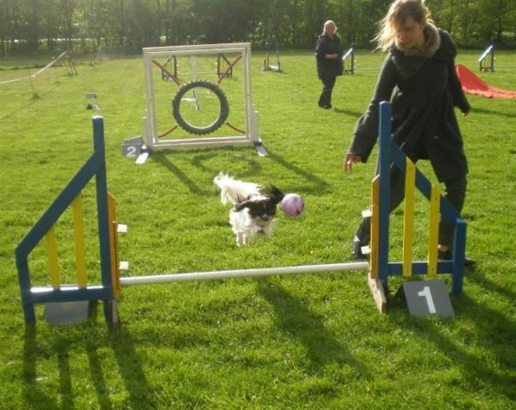 Papillon Kalua billede 6