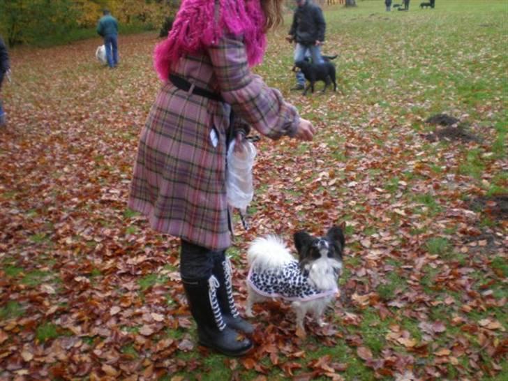 Papillon Kalua billede 7