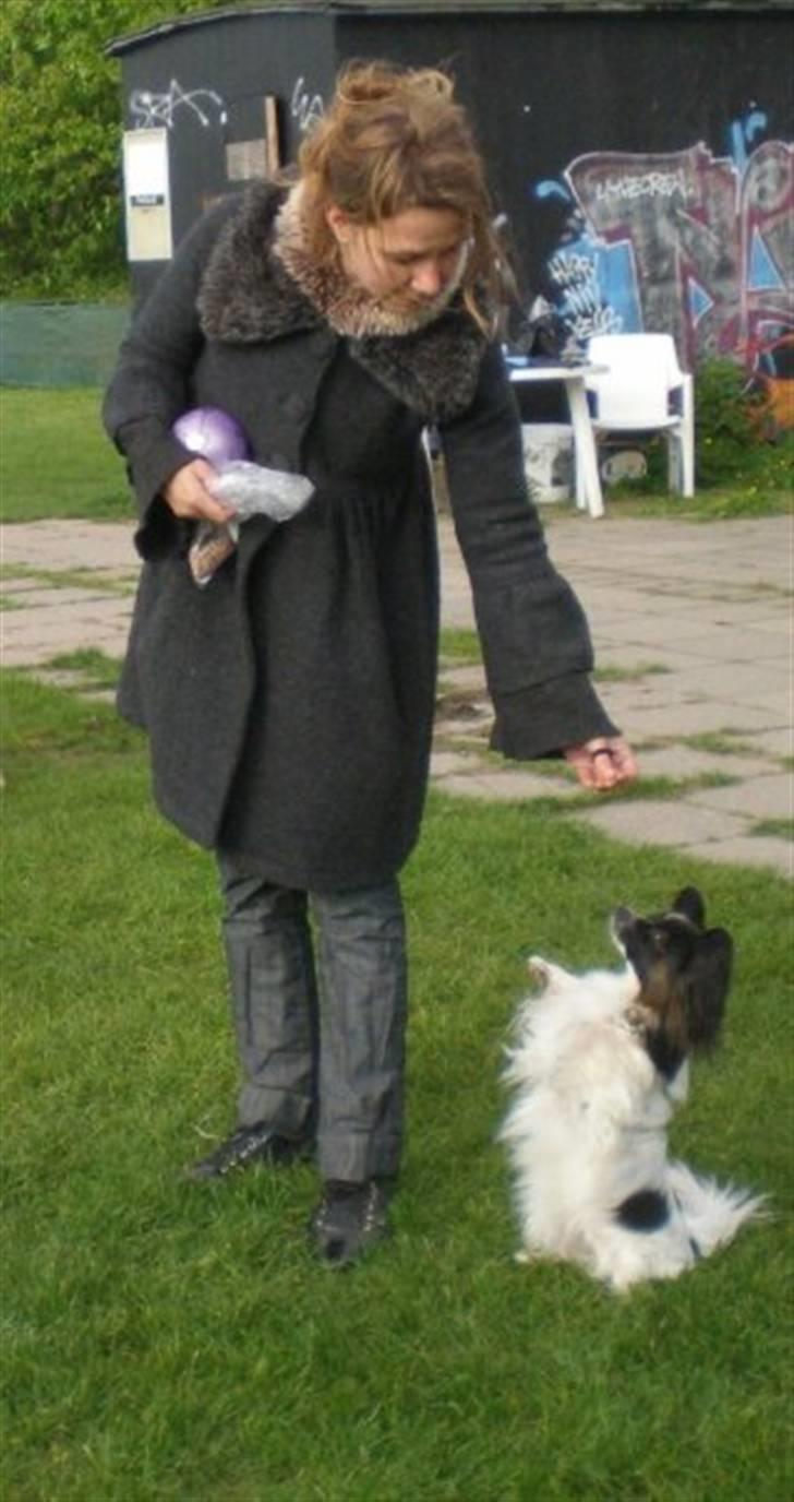 Papillon Kalua billede 8