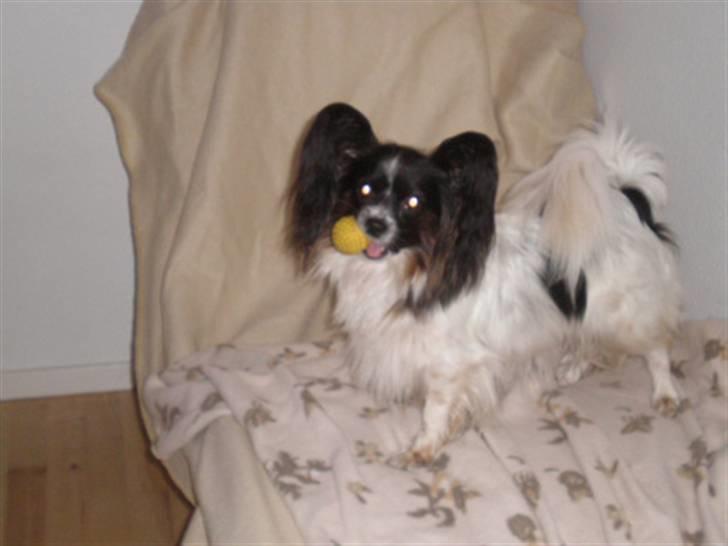 Papillon Kalua billede 9