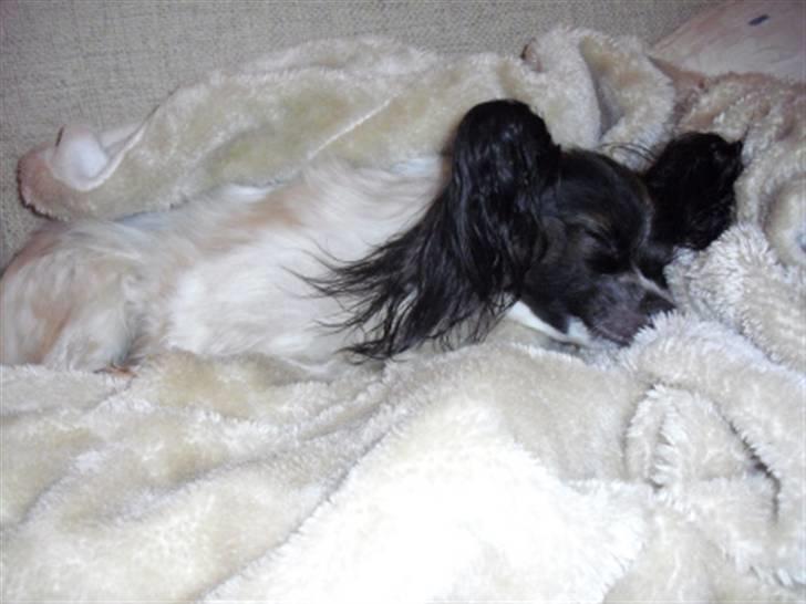 Papillon Kalua billede 10