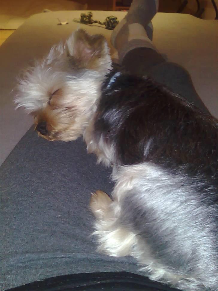 Yorkshire terrier Carlo billede 8