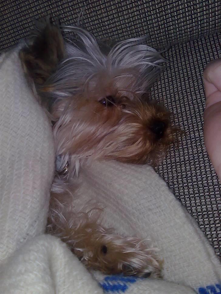 Yorkshire terrier Carlo billede 9