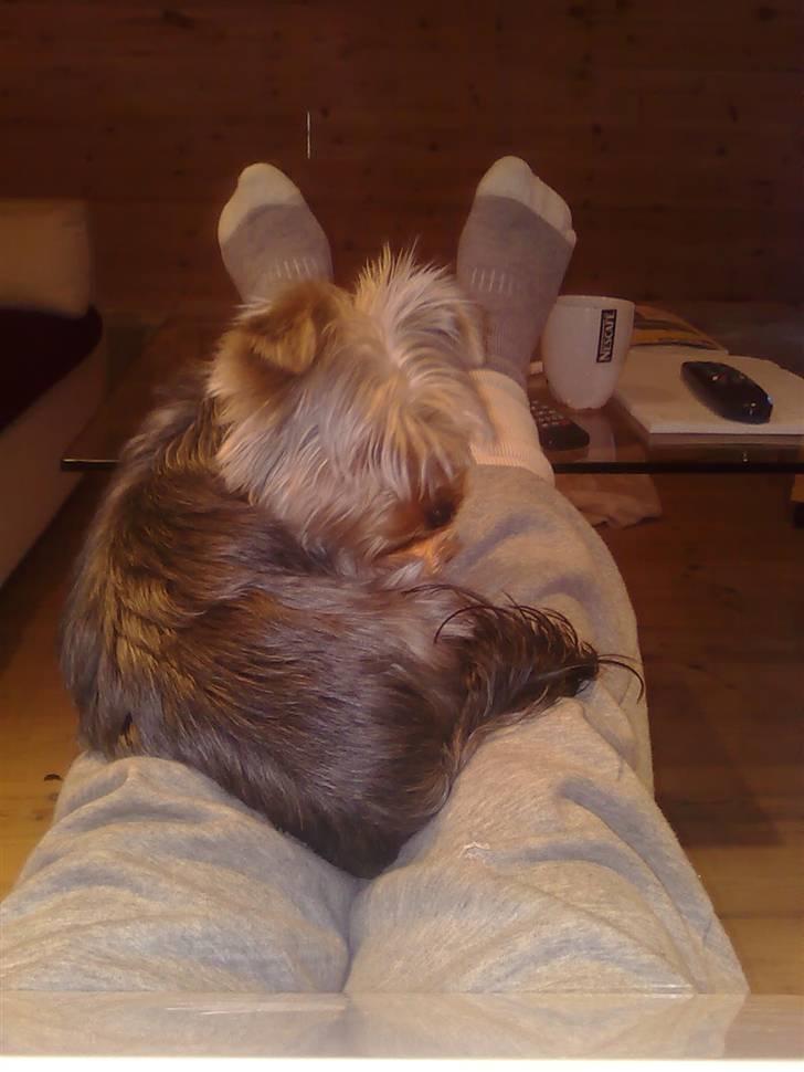 Yorkshire terrier Carlo - "Sagde du noget?" billede 10