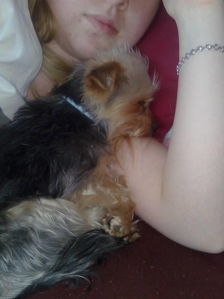 Yorkshire terrier Carlo billede 11