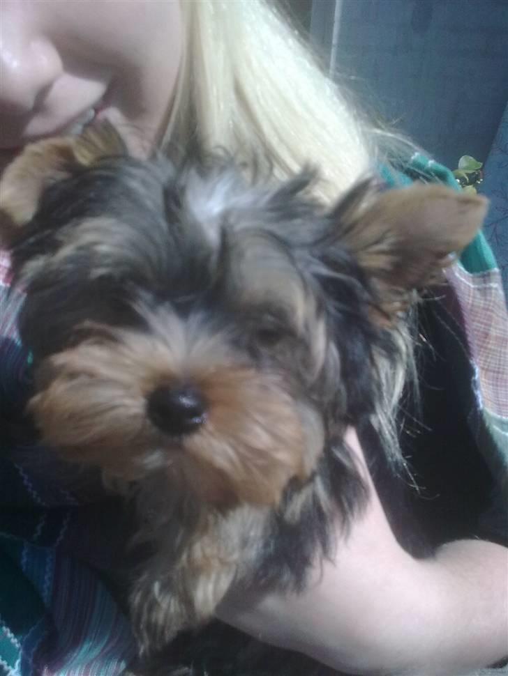 Yorkshire terrier Carlo billede 12