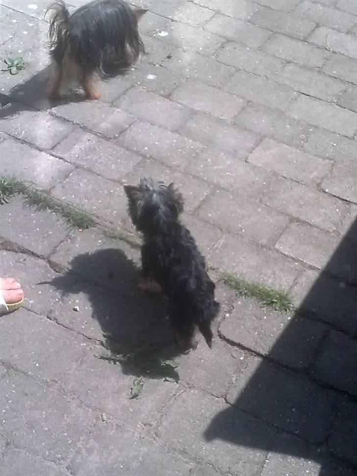 Yorkshire terrier Carlo billede 13