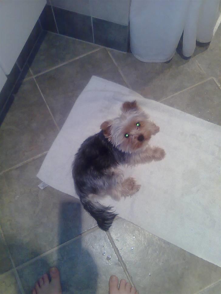 Yorkshire terrier Carlo billede 14