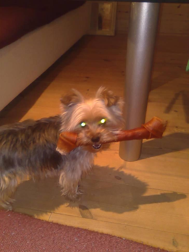 Yorkshire terrier Carlo - Størrelsen betyder altså noget! Hi hi billede 15