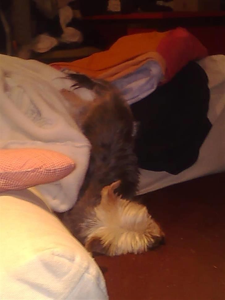 Yorkshire terrier Carlo - Det er sund at strække ud, især når man sover!!  billede 16