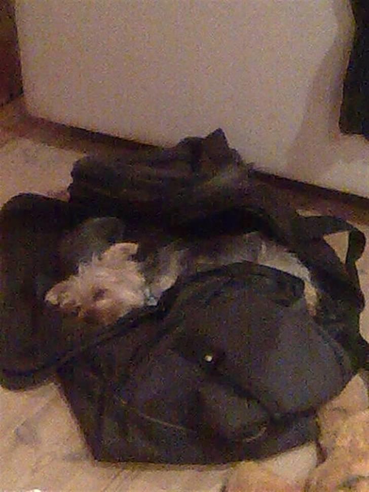 Yorkshire terrier Carlo - Laaaang rejse!  billede 17