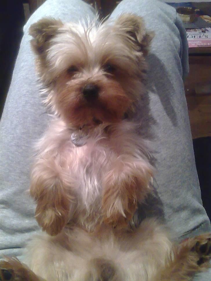 Yorkshire terrier Carlo - Carlos yndlingsstilling når han skal kløes på maven.  billede 18