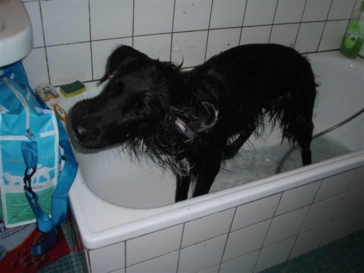 Blanding af racer Hannibal - Puuuha et dejligt bad billede 7