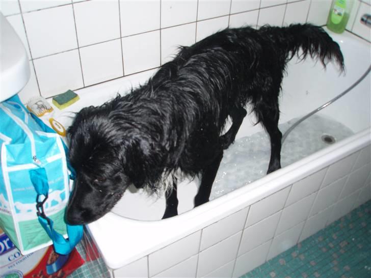 Blanding af racer Hannibal billede 8