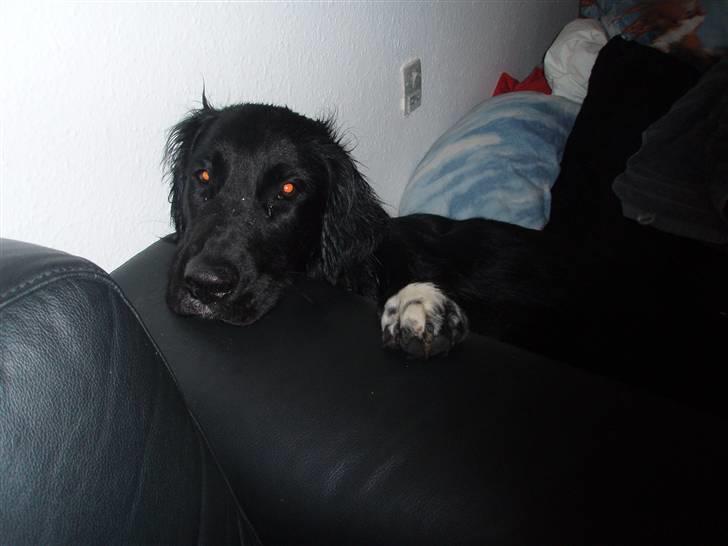 Blanding af racer Hannibal - dejlig seng billede 9