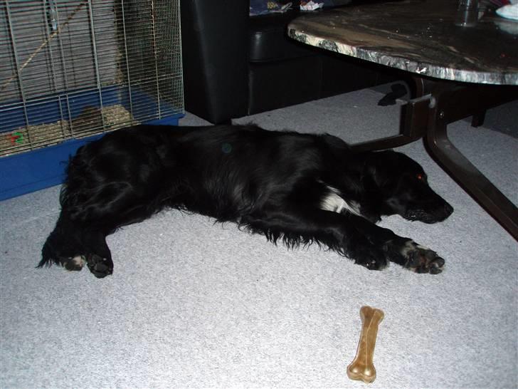 Blanding af racer Hannibal - Godnat og tak for kigget billede 10