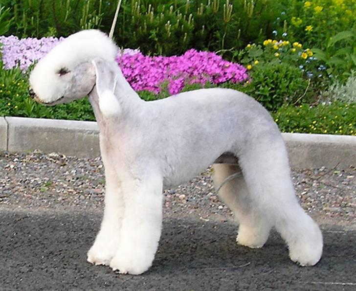 Bedlington terrier Blju Be Judzhens Key Of M billede 1