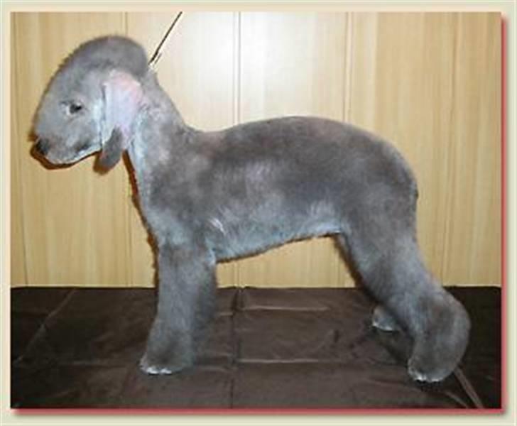 Bedlington terrier Blju Be Judzhens Key Of M billede 2