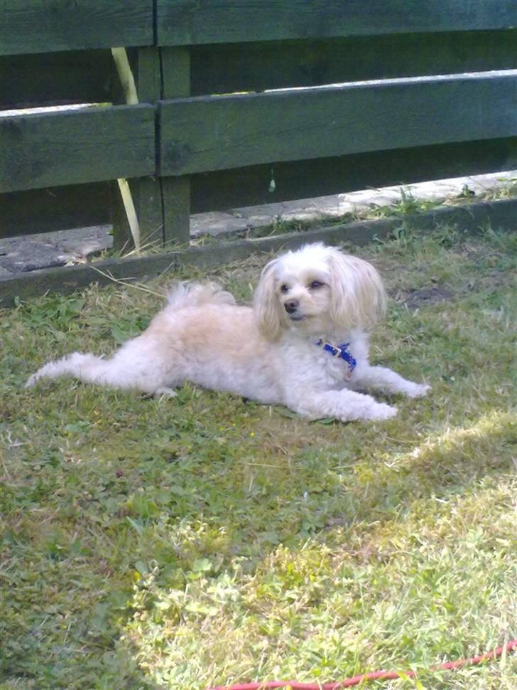 Dværgpuddel Cirkeline billede 1