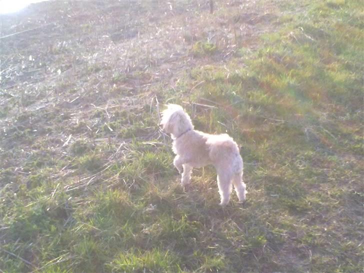 Dværgpuddel Cirkeline billede 2