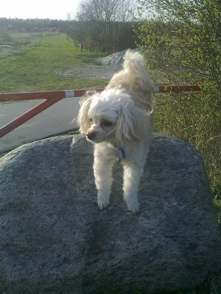 Dværgpuddel Cirkeline billede 3