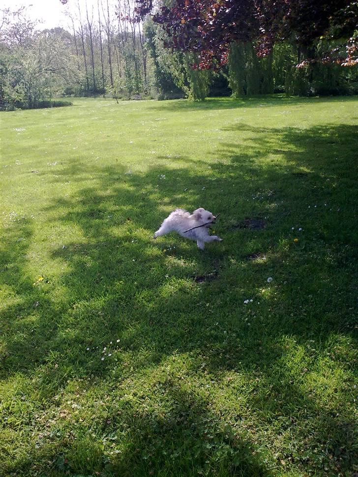 Dværgpuddel Cirkeline billede 4